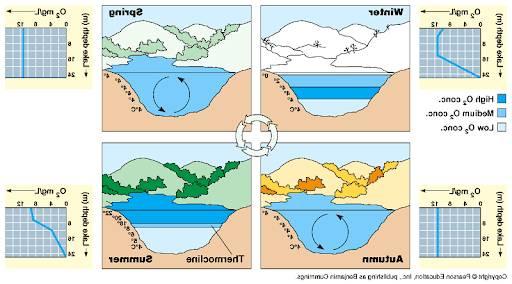 Graphic showing the seasonal changes for lakes with stratification